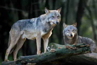 Photo d'illustration de deux loups dans une forêt