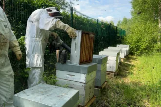 Vitry-le-François continue de produire son propre miel avec ses 19 ruches