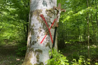 Dans la Meuse, les hêtres sont menacés par le changement climatique