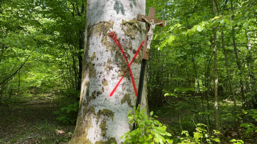 Dans la Meuse, les hêtres sont menacés par le changement climatique
