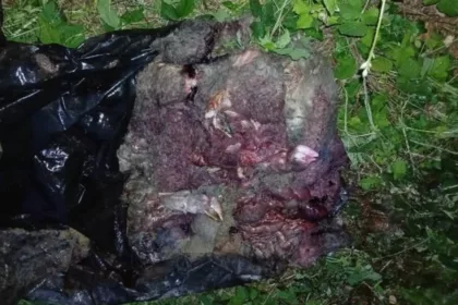 restes de moutons dans un sac poubelle