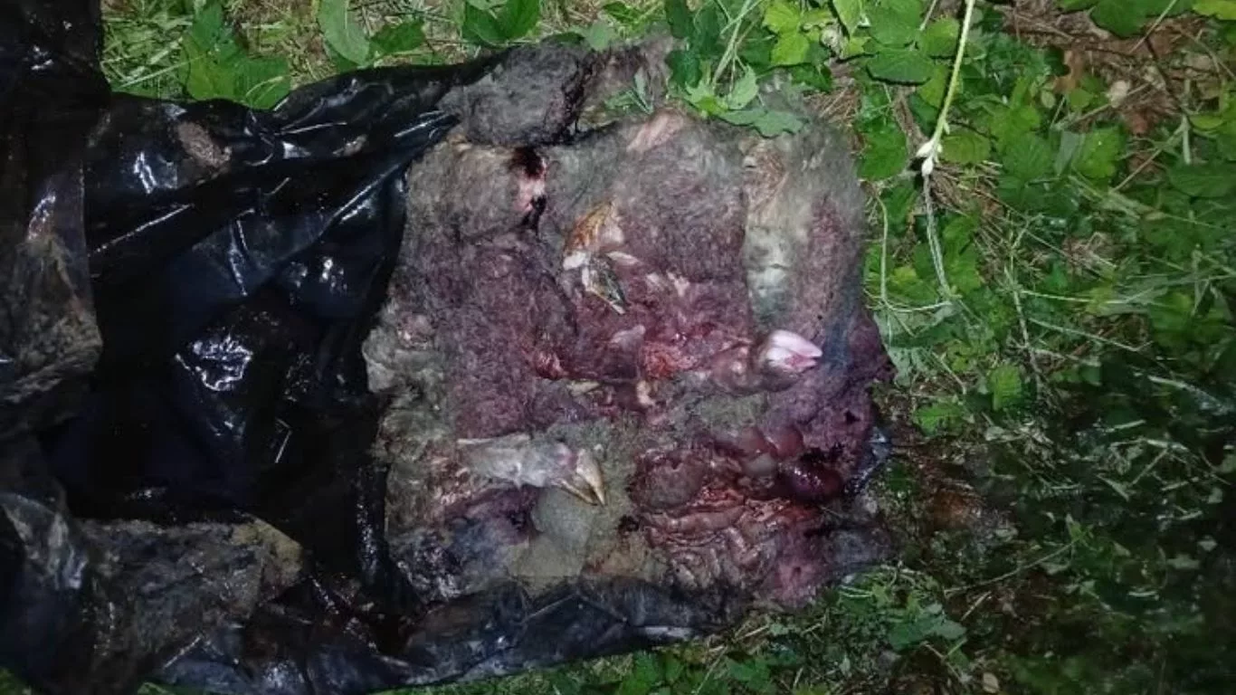 restes de moutons dans un sac poubelle