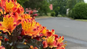 Fleurs