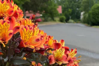 Fleurs