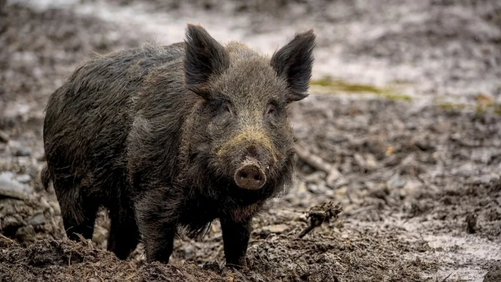 Sanglier