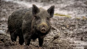 Sanglier
