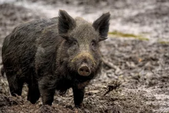 Sanglier