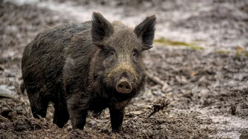 Sanglier