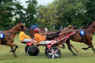 Chevaux de coruses