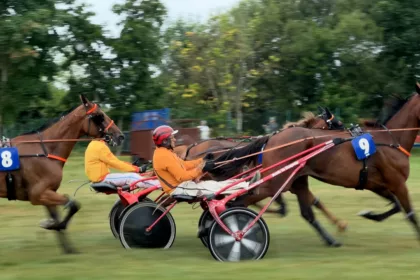 Chevaux de coruses