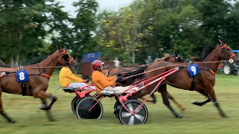Chevaux de coruses