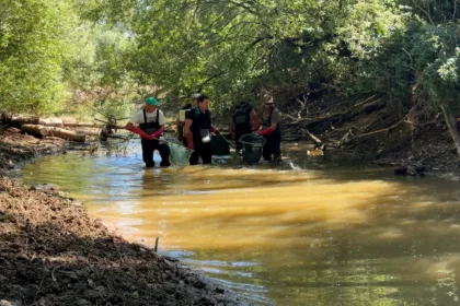 Une pêche de sauvetage pour faire face à l'assèchement des rivières
