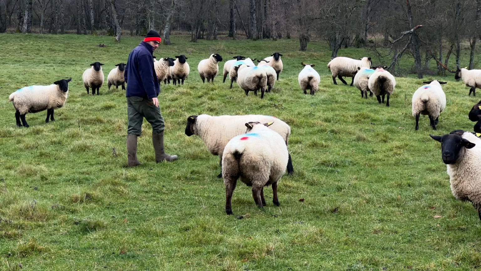 Attaques, découragement, abandon : face au loup, certains éleveurs n’en peuvent plus