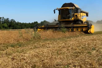 De bonnes récoltes pour les moissons, mais un prix de vente en baisse