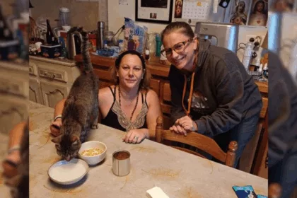 Le chat Mimile rejoint son foyer de Saint-Dizier