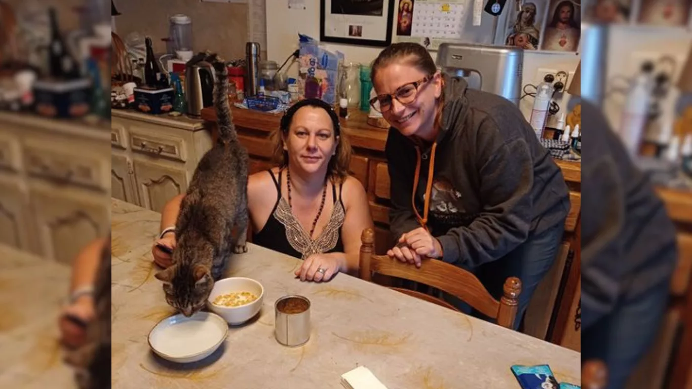 Le chat Mimile rejoint son foyer de Saint-Dizier