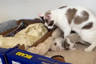 12 chats sont actuellement recueillis par l’association Mille et une Patounes