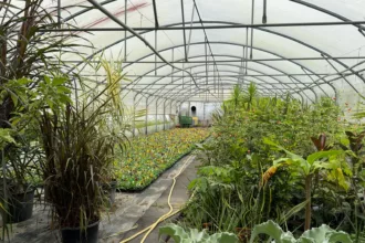 Bar-le-Duc : la pépinière communale se refait une beauté avant le début des nouvelles plantations