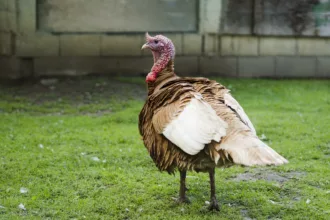 Brandonvillers : infectées par la grippe aviaire, 11 600 dindes ont été abattues
