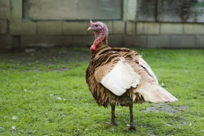 Brandonvillers : infectées par la grippe aviaire, 11 600 dindes ont été abattues
