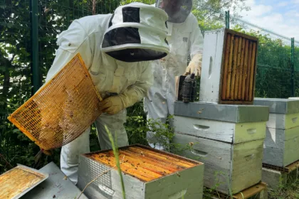 Vitry-le-François et son miel décrochent une troisième abeille APIcité