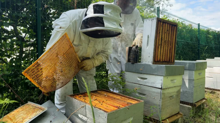 Vitry-le-François et son miel décrochent une troisième abeille APIcité