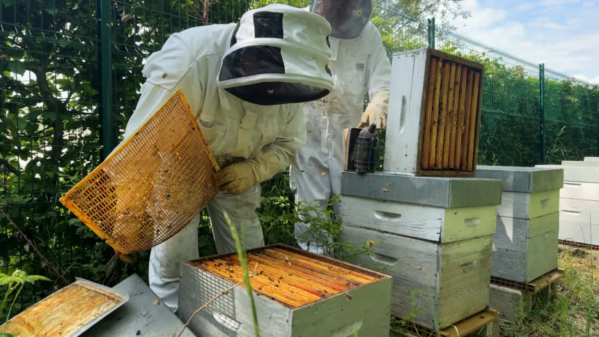 Vitry-le-François et son miel décrochent une troisième abeille APIcité