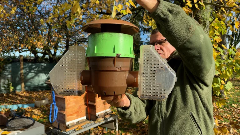 Les apiculteurs marnais déclarent la guerre aux frelons asiatiques