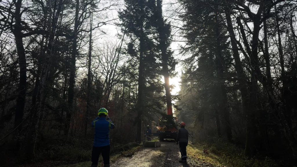 Le sapin de Noël de Saint-Dizier, de la forêt à la place Aristide Briand