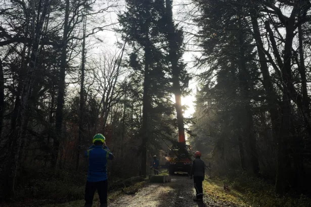 Le sapin de Noël de Saint-Dizier, de la forêt à la place Aristide Briand