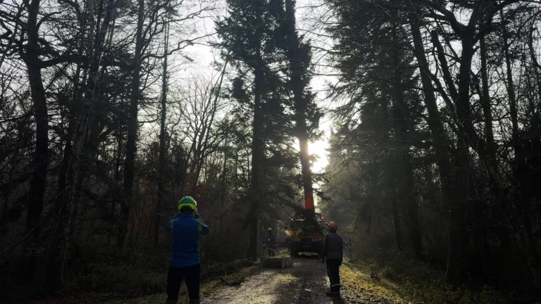 Le sapin de Noël de Saint-Dizier, de la forêt à la place Aristide Briand